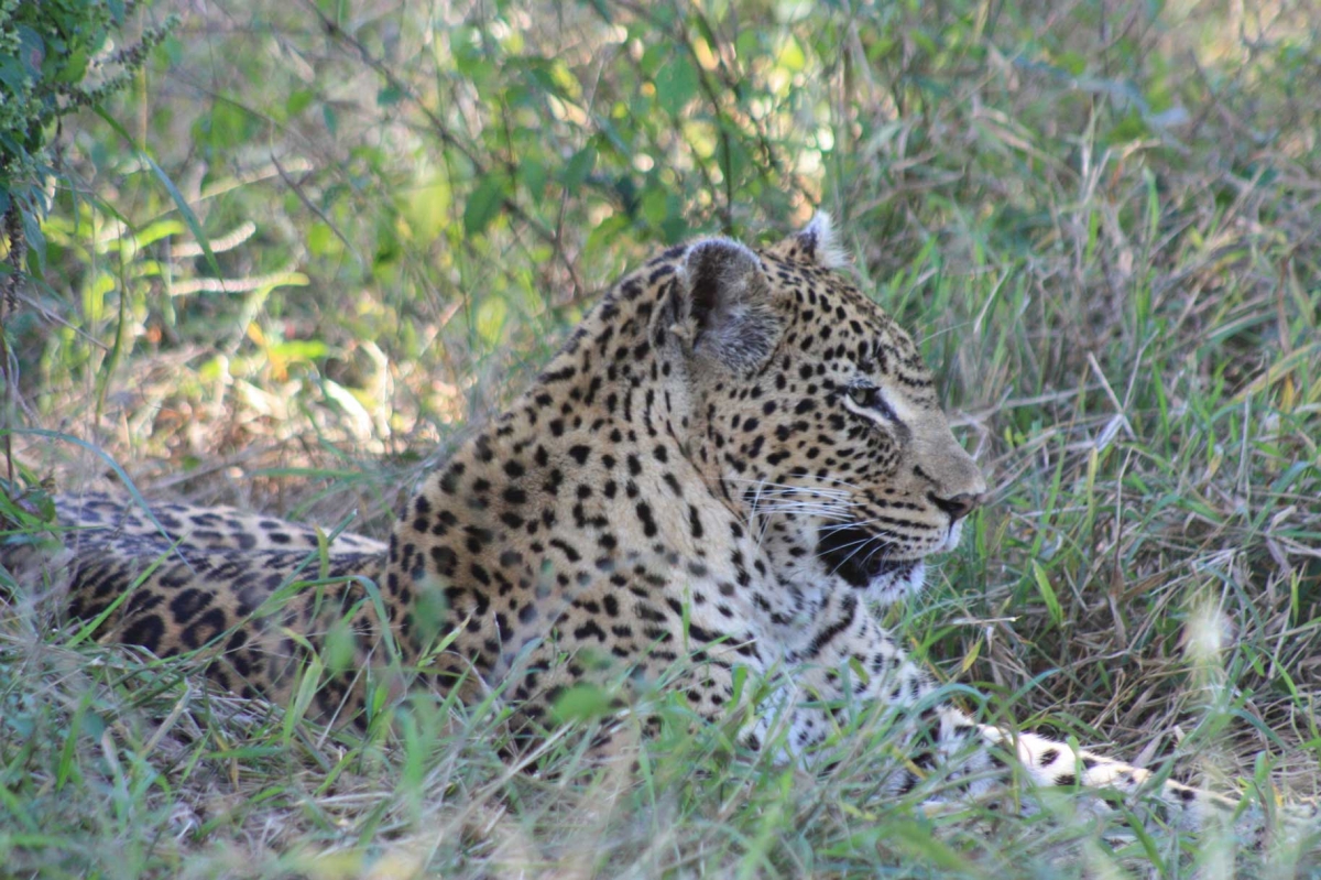 South Africa Leopards 529 